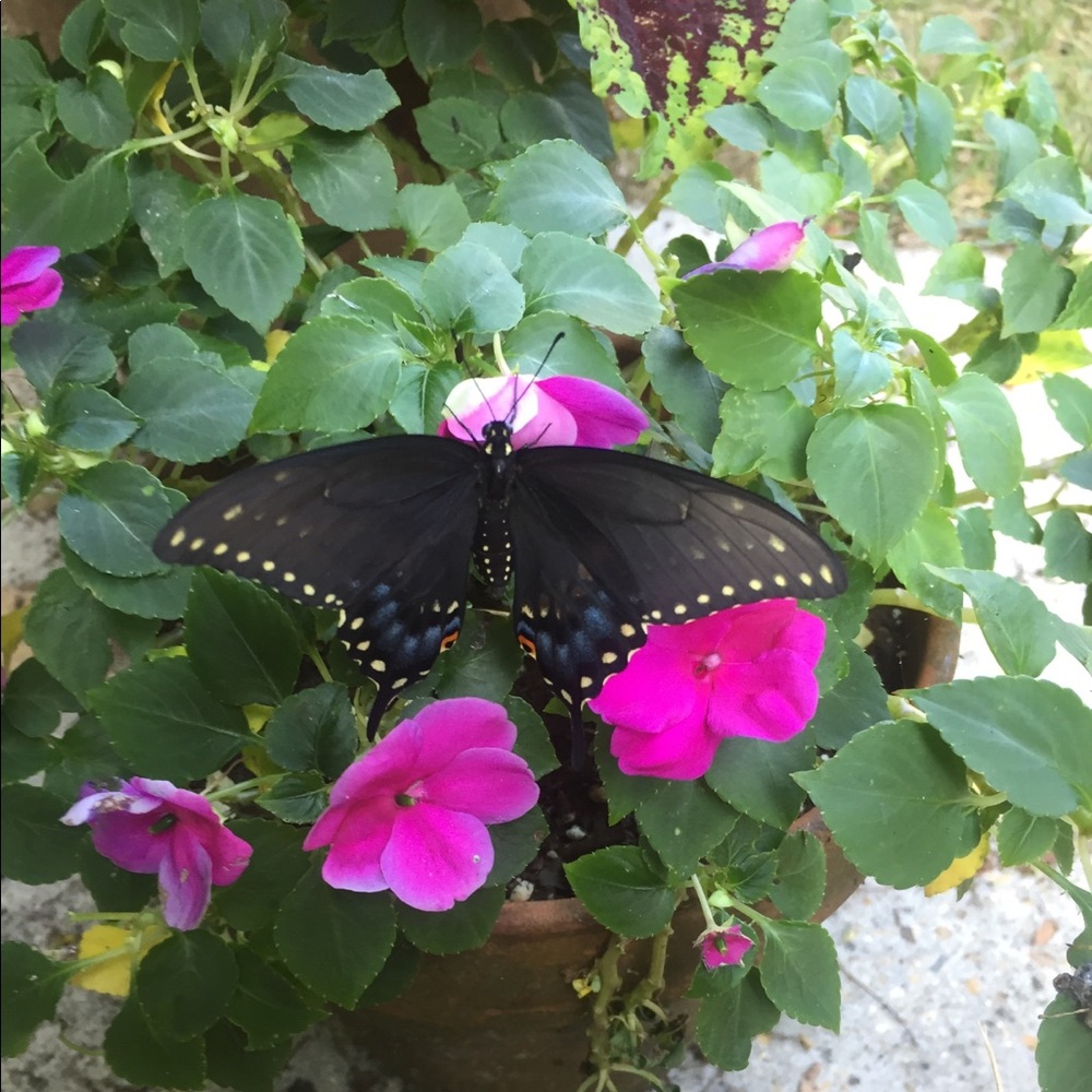 Meet your Posher, Alaina